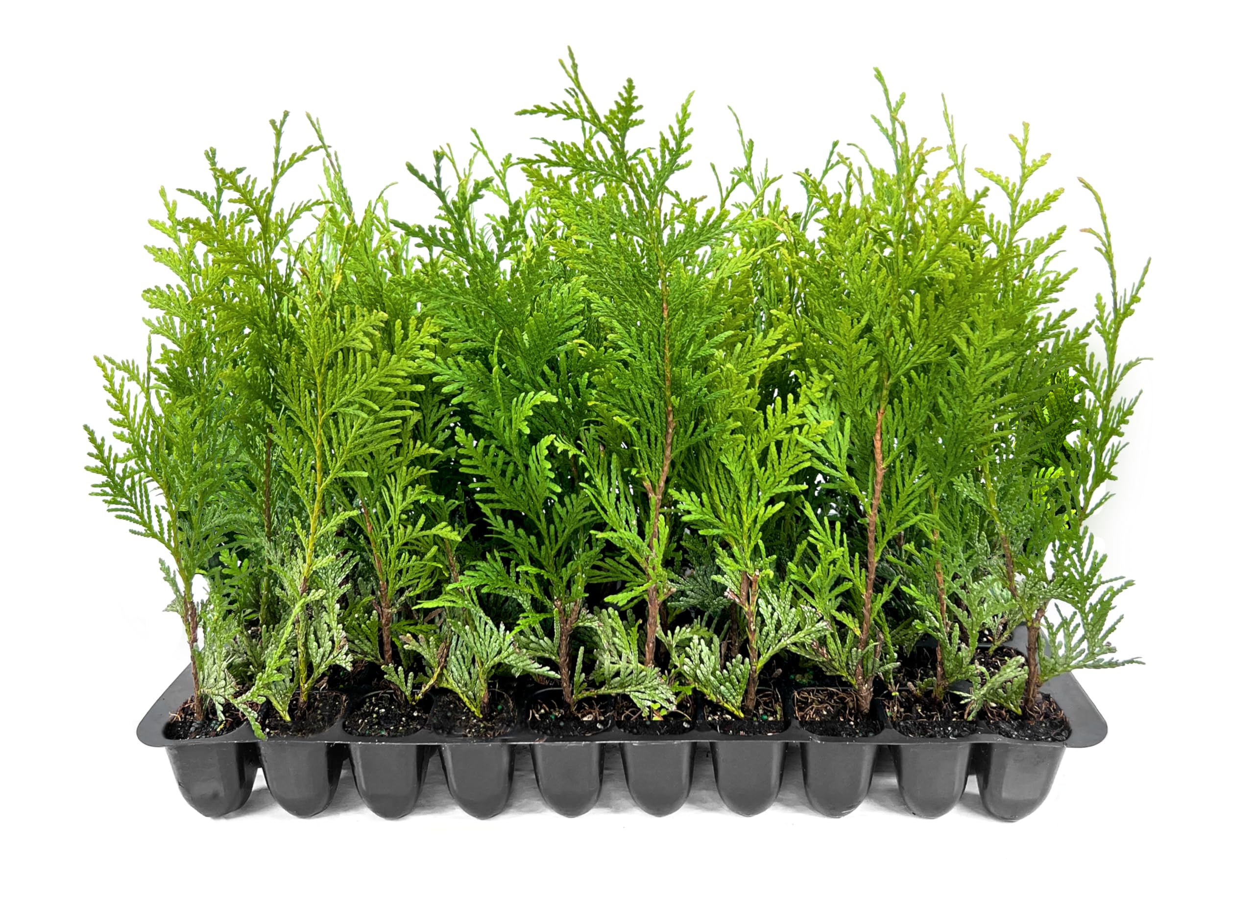 Amazon.com : Thuja Green Giant Arborvitae - 30 Live Trees 2